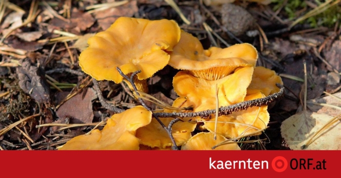 Лисичка гриб