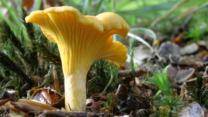 Лисичка желтеющая