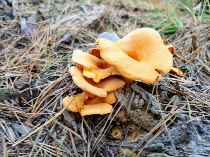 Лисичка ложная hygrophoropsis aurantiaca