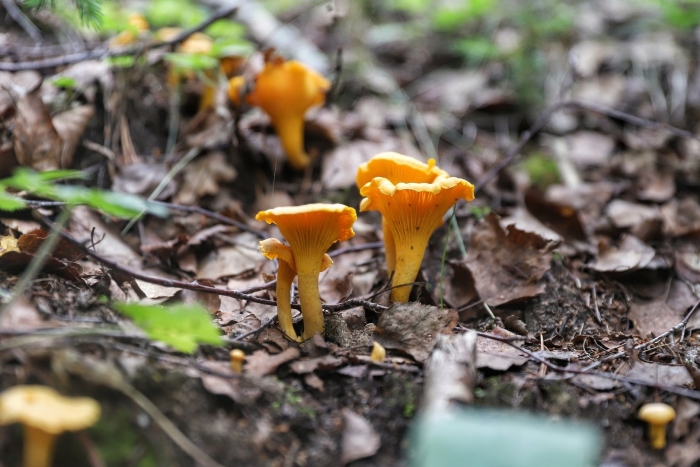 Лисичка гриб