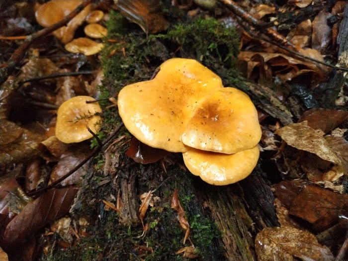 Гриб ложная лисичка