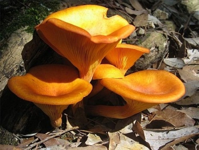 Омфалот маслиновый