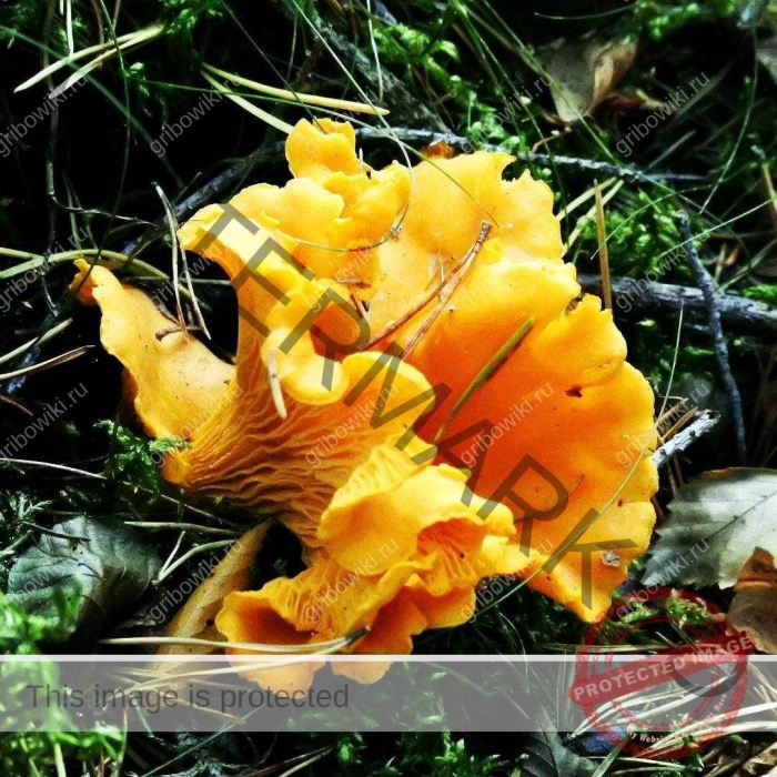 Лисичка гриб ложная