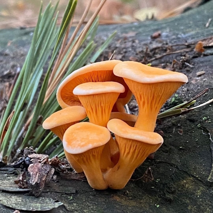 Ложная лисичка ядовитая