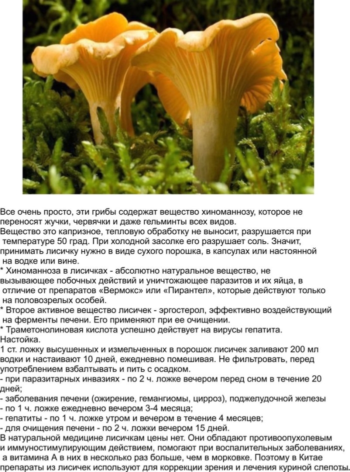 Лисички ядовитые или нет