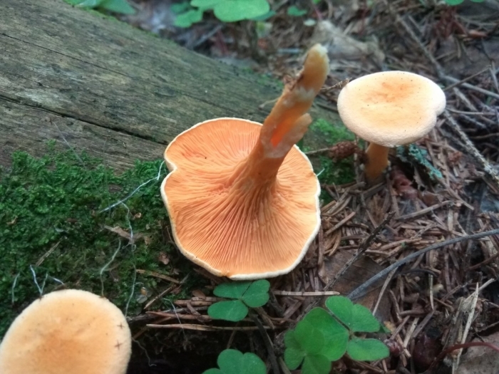 Лисичка ложная hygrophoropsis aurantiaca