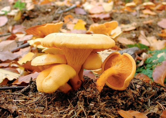 Cantharellus appalachiensis