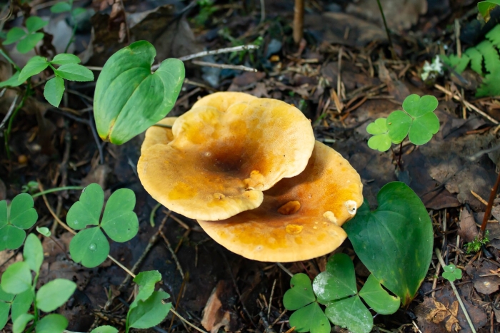 Лисичка ложная