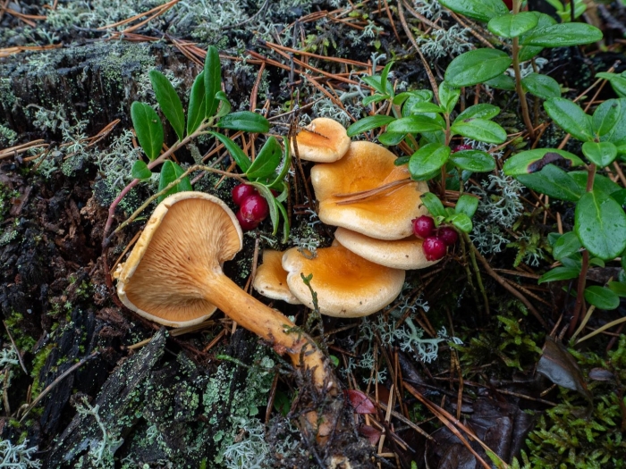 Hygrophoropsis aurantiaca