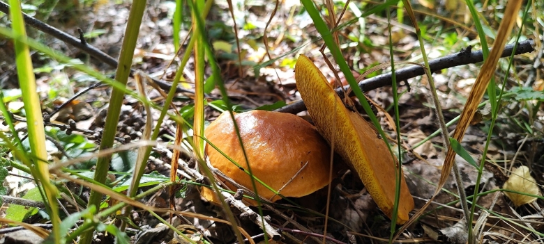 Маслята после дождя