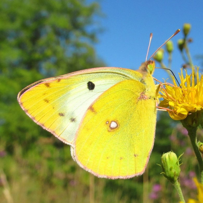 Желтушка Луговая бабочка