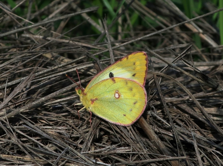 Желтушка Луговая бабочка