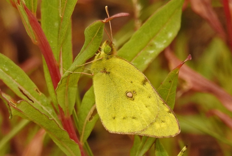 Желтушка бабочка