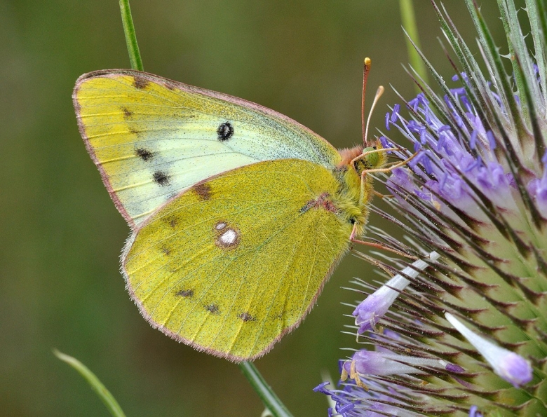 COLIAS hyale гусеница