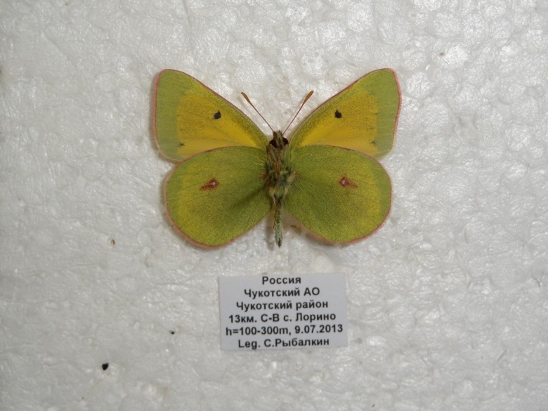 Желтушка якутская