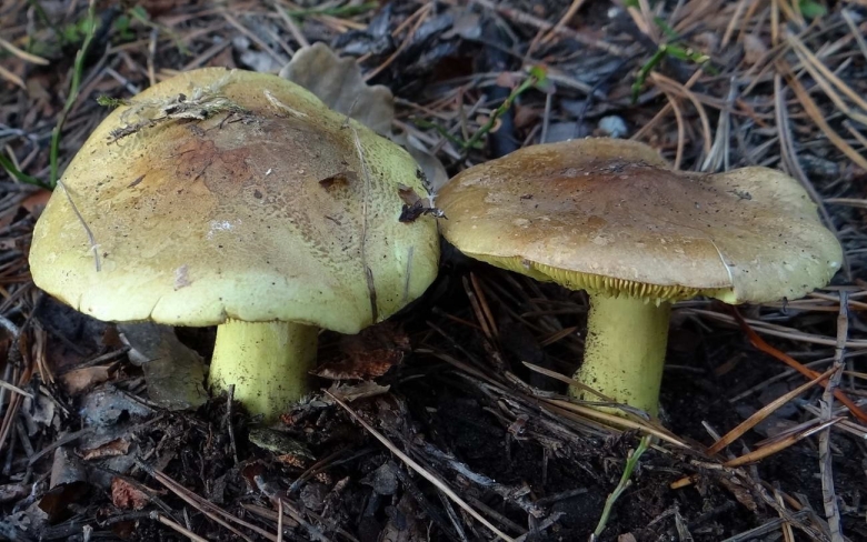 Рядовка зеленая зеленушка