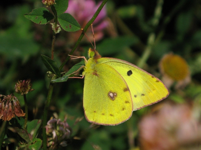 Бабочка желтушка ракитниковая