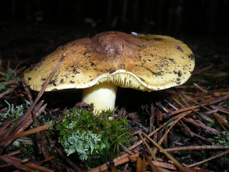 Гриб зеленушка рядовка зеленая