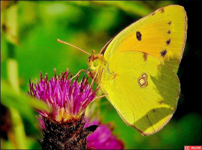 Желтушка торфяниковая бабочка