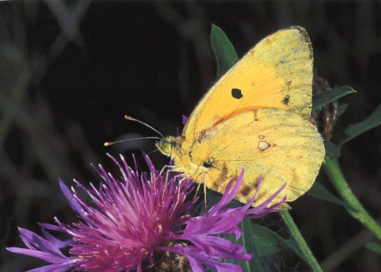 Бабочка пестрянка желтушка