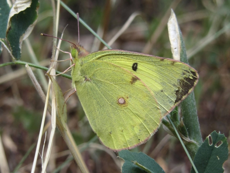 Желтушка торфяниковая бабочка