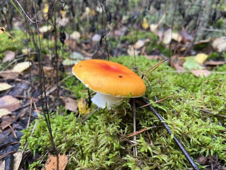 Благодарность за грибы