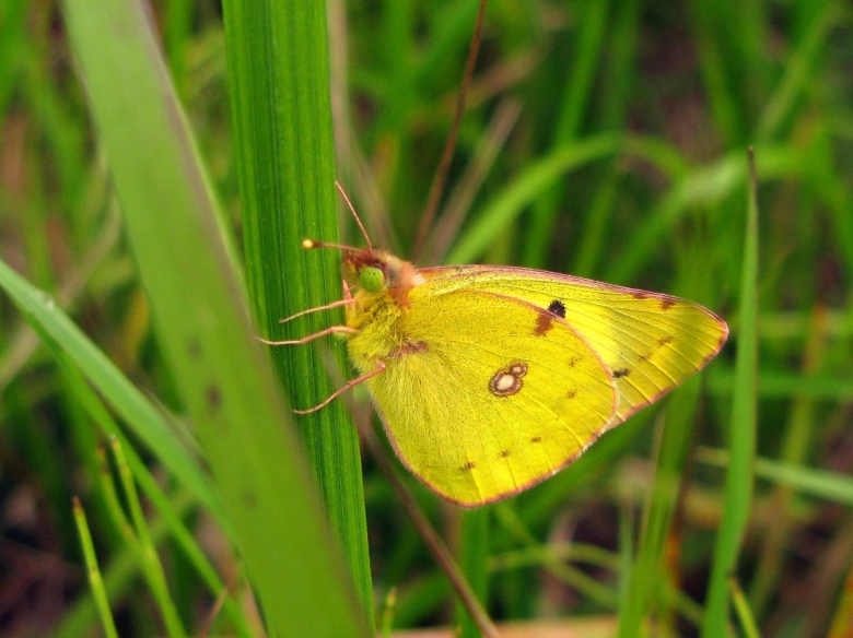 Желтушка Луговая