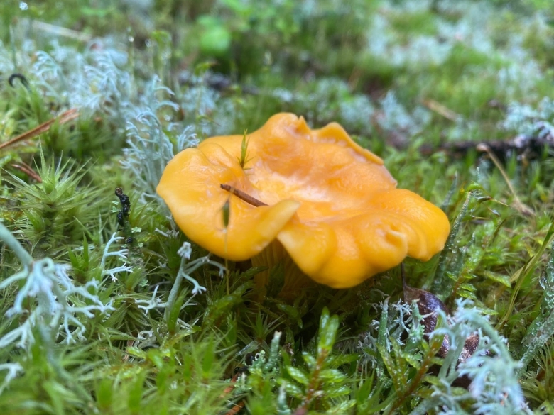 Желтушки грибы