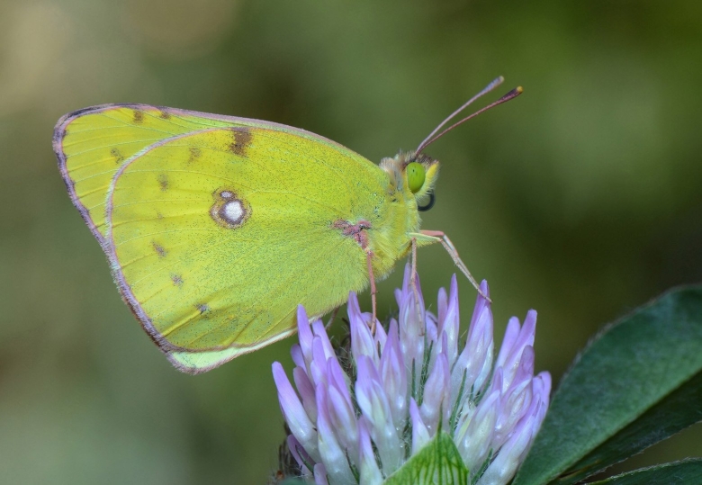 Желтушка шафрановая бабочка
