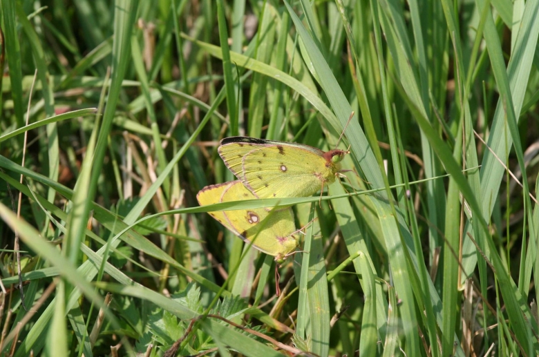 Желтушка бабочка