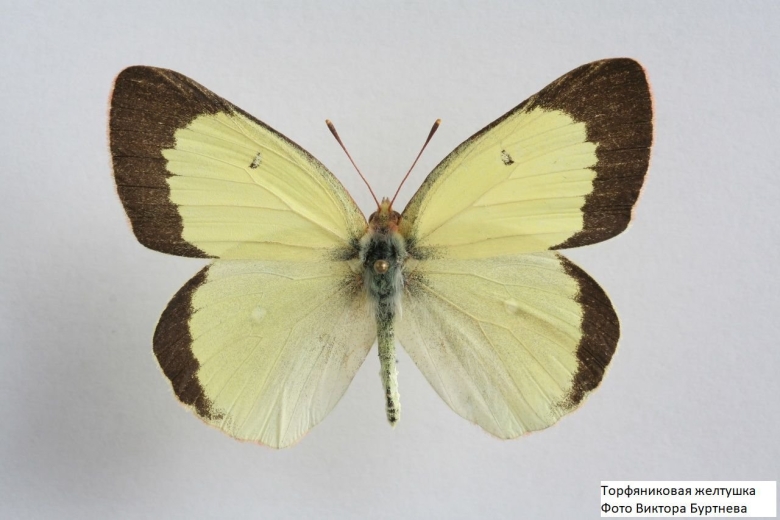 Бабочка желтушка и лимонница