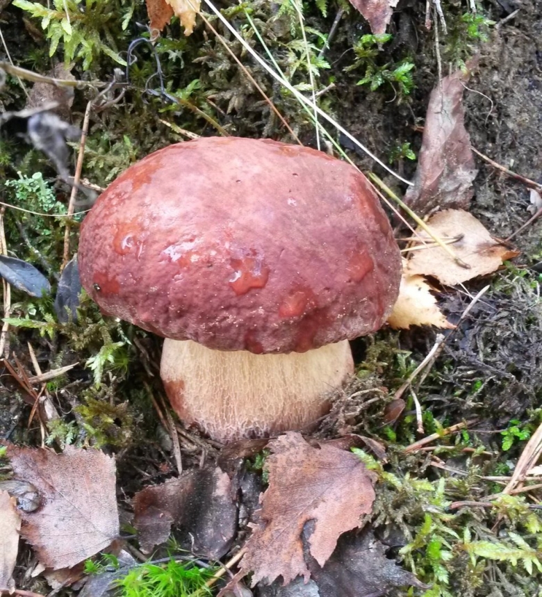 Грибы белый гриб