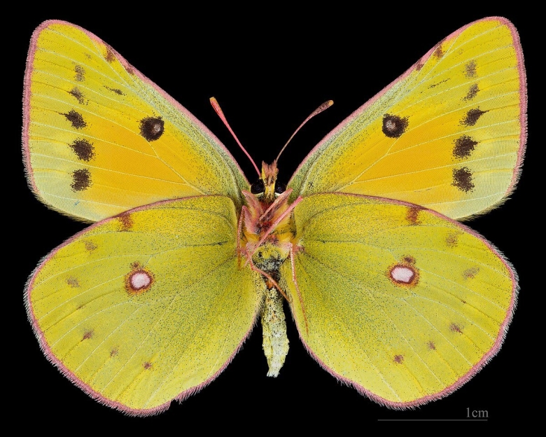 Насекомое золотистая желтушка