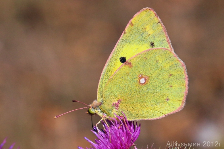 Желтушка Луговая бабочка
