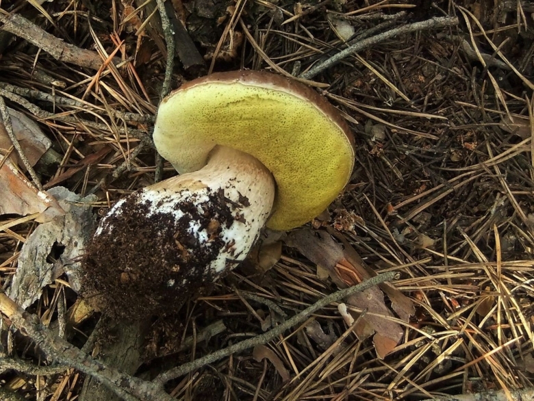 Царь гриб фото