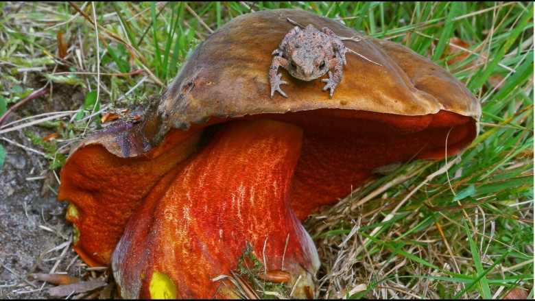 Грибы съедобные желтушки