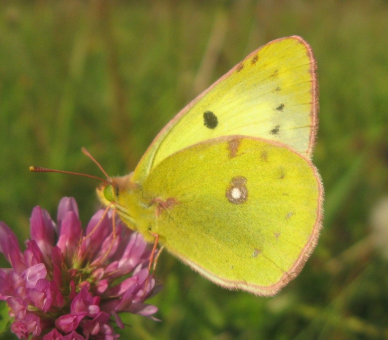 Бабочка желтушка Аврорина
