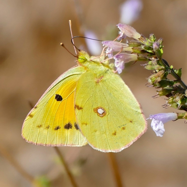 Желтушка луговая бабочка