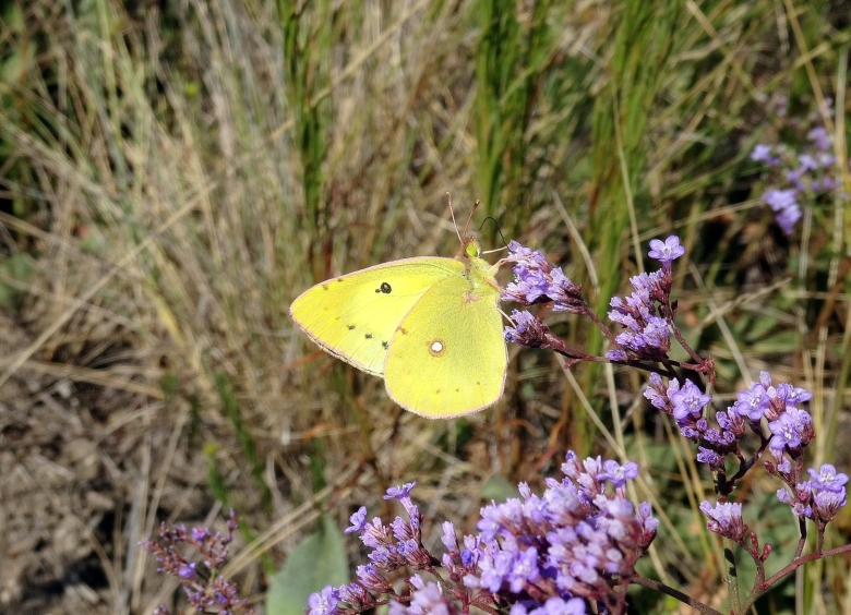 Желтушка Луговая гусеница