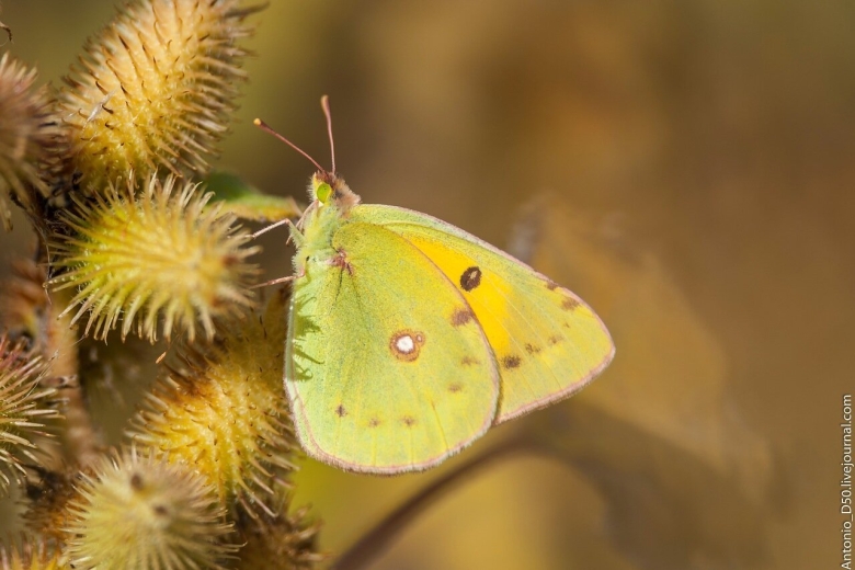 Бабочка желтушка аврорина
