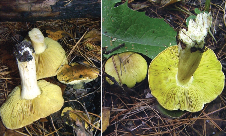 Зеленушка (tricholoma equestre)