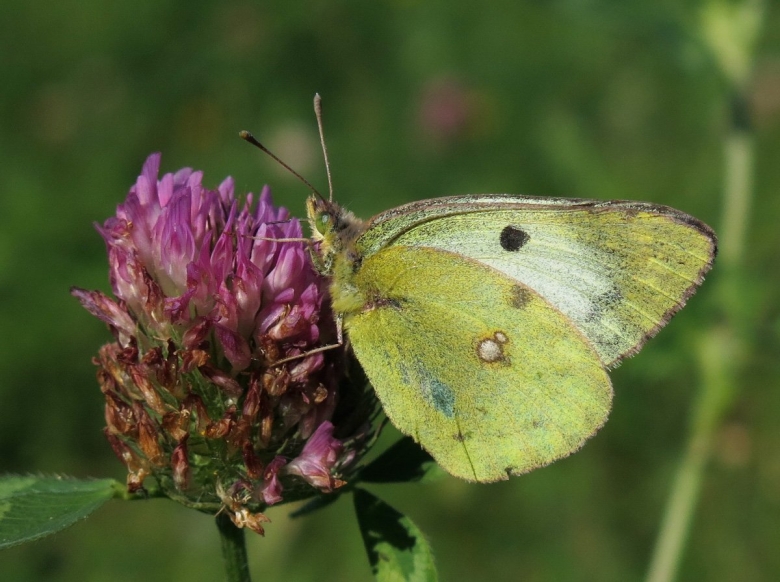 Желтушка Луговая гусеница