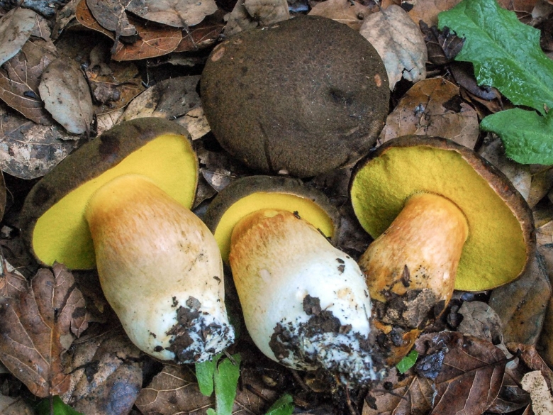 Болетовые Болетовые