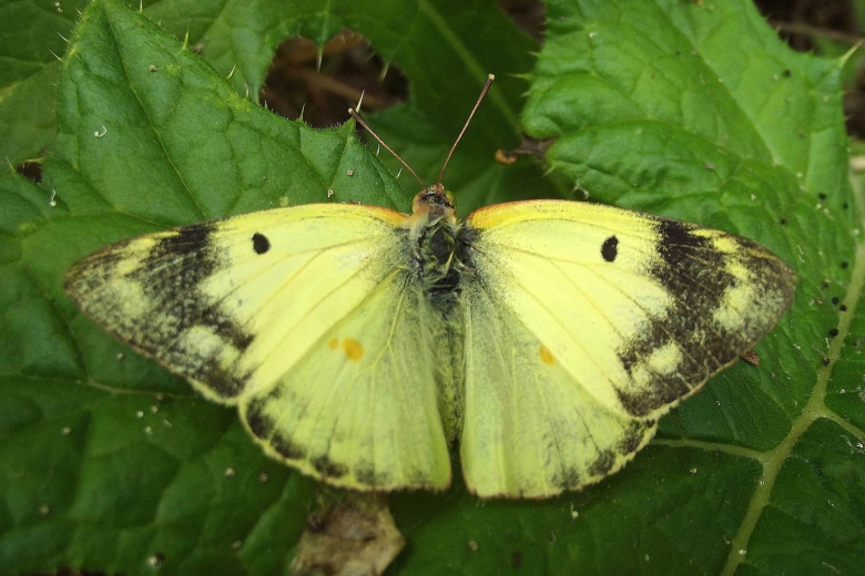 Бабочка желтушка Марко поло