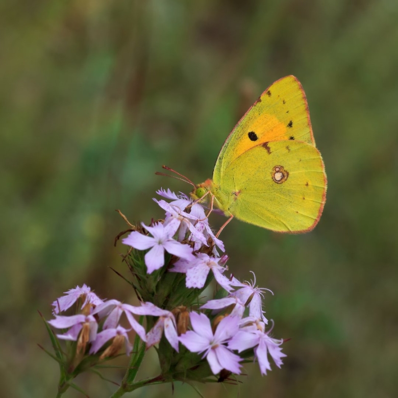 Бабочка желтушка