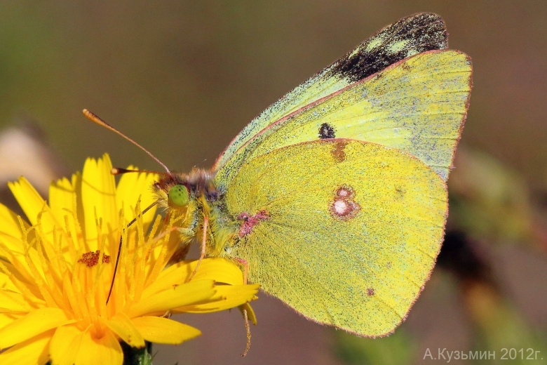 Белянка зеленушка бабочка