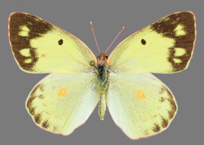 Желтушка луговая бабочка