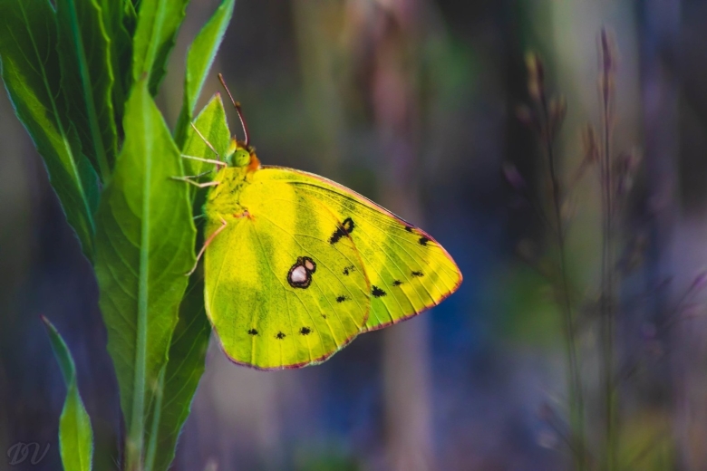 Желтушка луговая