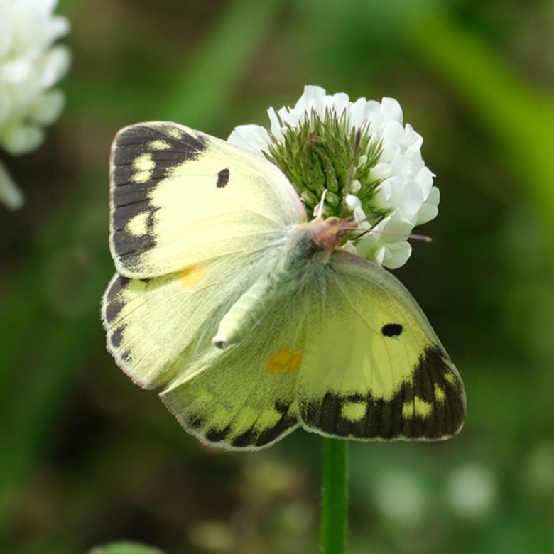 Желтушка луговая