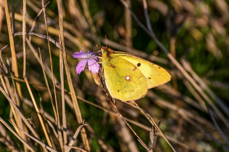 Бабочка желтушка